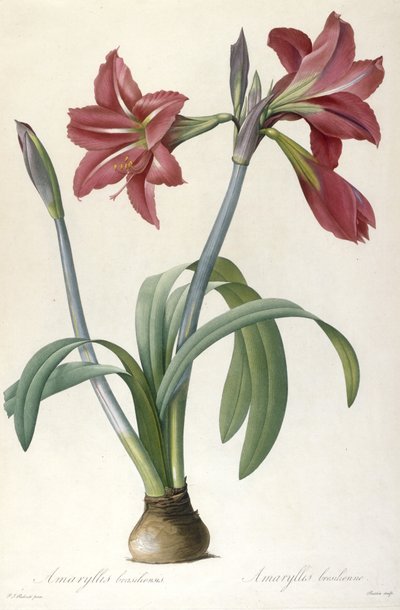 Amaryllis brasiliensis (Brazilian Amaryllis) by Pierre Joseph Redouté